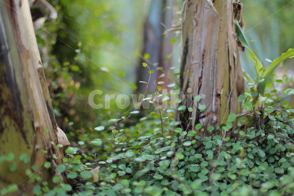 나무,tree,식물,plant,온실,야외,정원,초록,싱그러움,청량,식물,자연,plants,nature