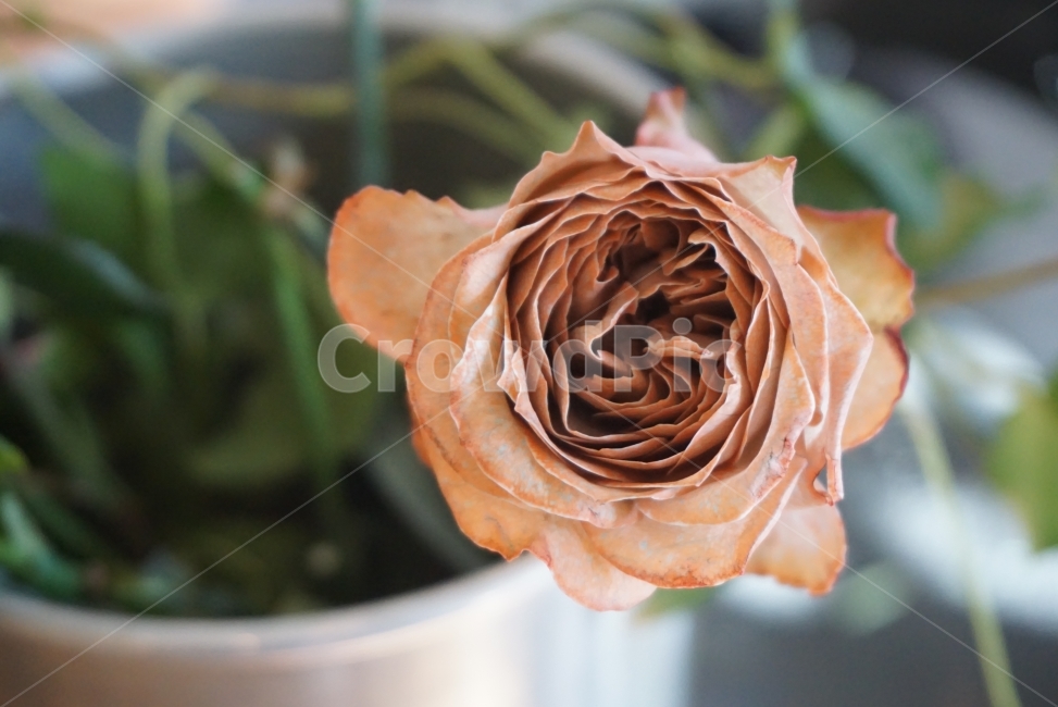꽃,꽃사진,느낌사진,감성사진,플라워,FLOWER,flower,장미,장미꽃,꽃,flower