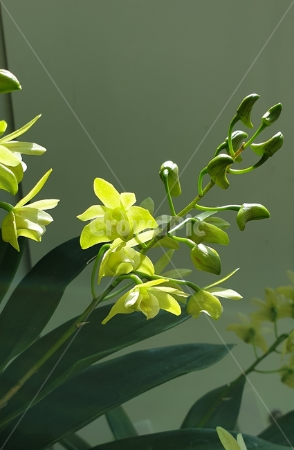 긴기아난,난초,난,란,노란꽃,꽃,플라워,flower,dicentra,식물,plants,nature,야생화,봄,계절,자연,양귀비과,봄꽃,백그라운드,꽃잎,가지,배경화면,감성,숲,생화,바탕화면,spring,season