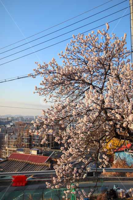 꽃,벚꽃,봄,4월,봄풍경,꽃나무