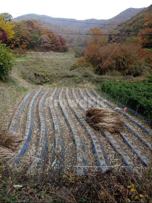 낙엽,단풍,落葉,leaves,나뭇잎,단풍나무,식물,maple,낙엽활엽관목,잎,계절,가을,자연,풍경,outdoors,옥외,fallautumnseason,naturelandscape,풍경사진,밭,농사,밭농사,추수,산,농업,농사,agriculture,farming,farming industry