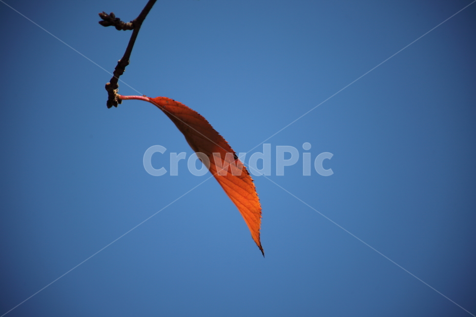 잎,단풍,벚나무잎,redleaves,leaf,가을,계절,fall,autumn,season,bird,새,animal,동물,adventure,모험,leisure activities,레저 활동