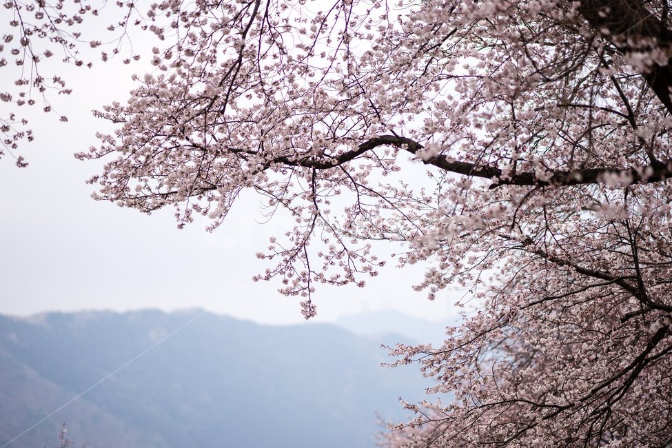 벚꽃,진해,군항제,봄,풍경,축제,봄꽃,로망스다리,봄,계절,spring,season,식물,자연,plants,nature,꽃,flower,blossom,cherry blossom,plant