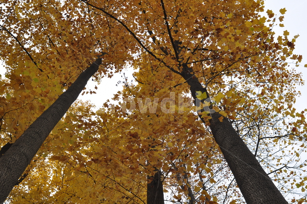 가을,낙엽,나뭇잎,풍경,가을풍경,나무,노랑,가을,계절,fall,autumn,season,자연,풍경,nature,landscape,tree,plant,식물,tree trunk,나무 줄기