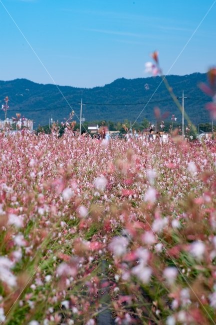 꽃,여행,가을,공원,데이트,자연,풍경,nature,landscape,식물,plants,꽃,flower