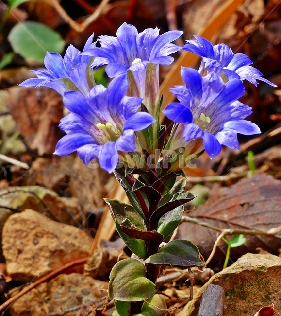 큰구슬붕이,구슬붕이,꽃,야생화,식물,식물,자연,plants,nature,꽃,flower