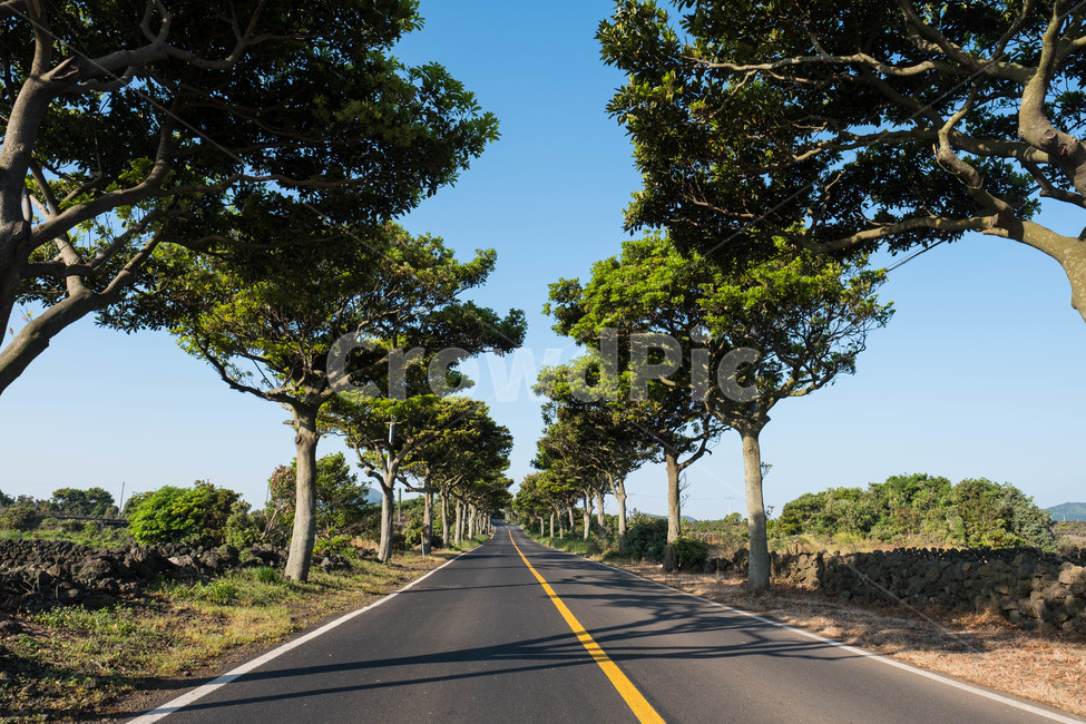 도로,나무,제주,비자림,풍경,자연,풍경,nature,landscape,한국자연풍경,한국자연경관,korea nature landscape,제주도,jeju,jeju island,식물,plants,나무,trees,wood,road,tarmac,타맥,asphalt,아스팔트,freeway,고속 도로,highway,고속도로