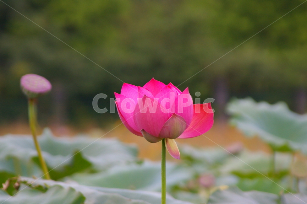 연못,초록,클로즈업,접사,plant,식물,blossom,flower,꽃,연꽃,식물,자연,plants,nature,꽃,flower