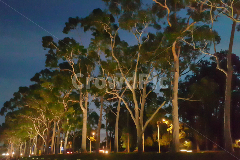 나무,검트리,유칼리툽스,공원,야경,밤,gumtree,tree,park,eucalyptus,night,식물,자연,plants,nature,나무,trees,wood