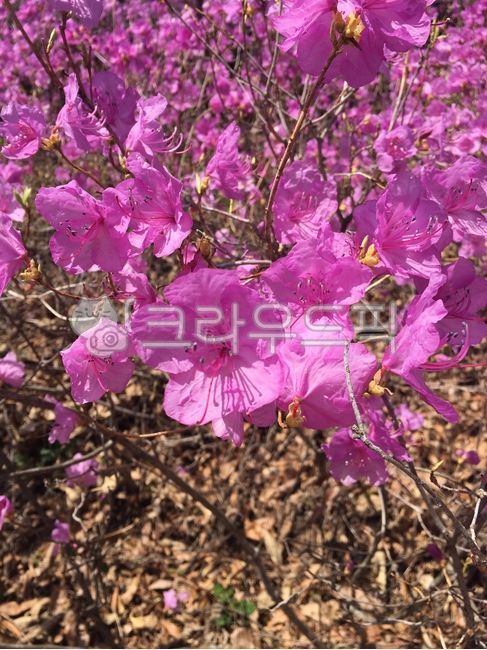 plant,tree,pink flower,flower