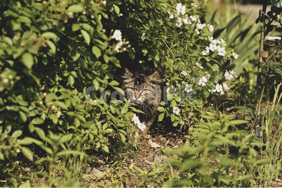 봄,꽃,보라색,보라보라,감성,고양이,식물,자연,plants,nature,동물,animal,포유류,mammal,고양이,cat,kitten,kitty