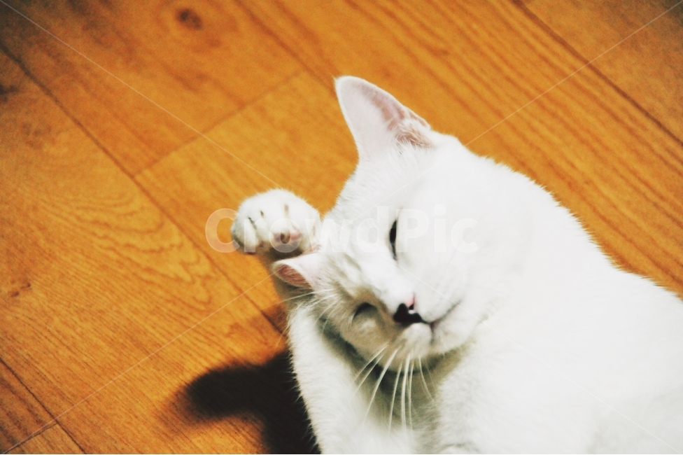 고양이,짐승,동물,애묘,힌고양이,grooming,반려묘,cat,animal,포유류,그루밍,애완동물,동물,animal,포유류,mammal,고양이,cat,kitten,kitty