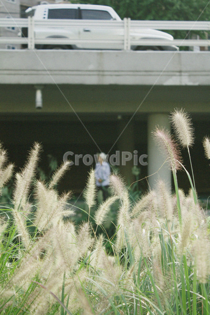 갈대,할아버지,식물,사람,갈대밭,식물,자연,plants,nature
