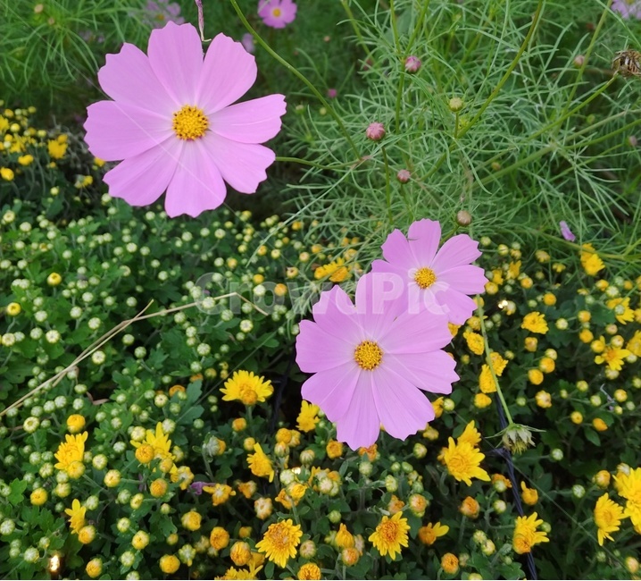 코스모스,꽃,꽃잎,식물,plant,flower