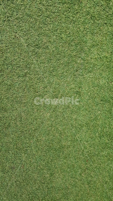 잔디,초록,패턴,배경,바닥,텍스처,질감,패턴,texture,pattern