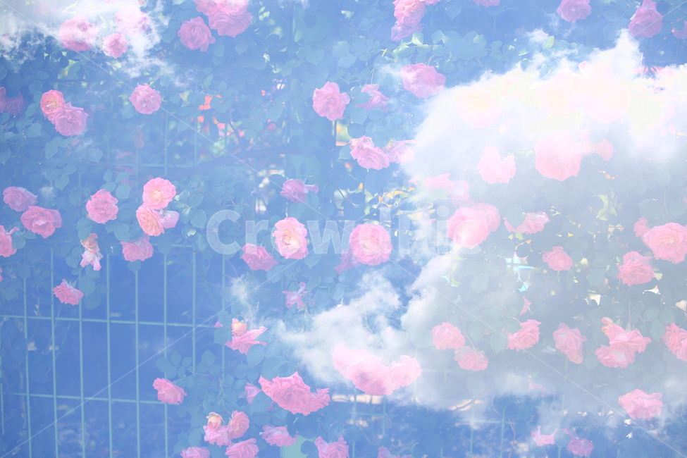 장미,장미배경,하늘,구름과장미,파랑배경,자연,풍경,nature,landscape,식물,plants,꽃,flower