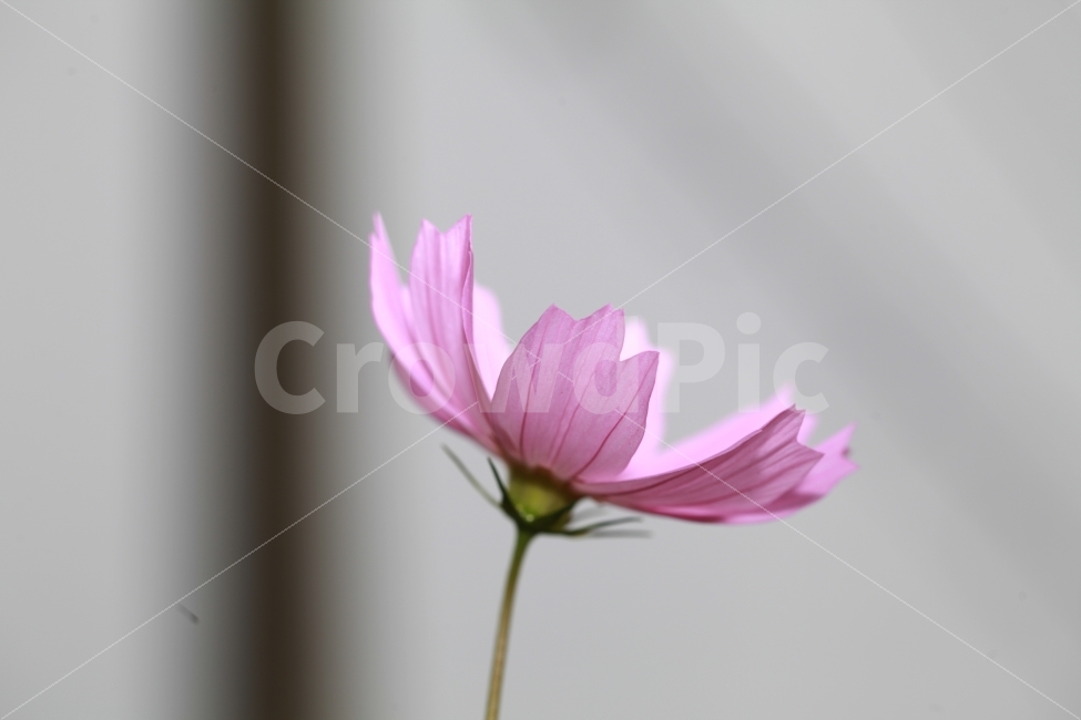 충북,진천,코스모스,접사,출사,가을,계절,fall,autumn,season,식물,자연,plants,nature,꽃,flower,plant,blossom,petal,꽃잎