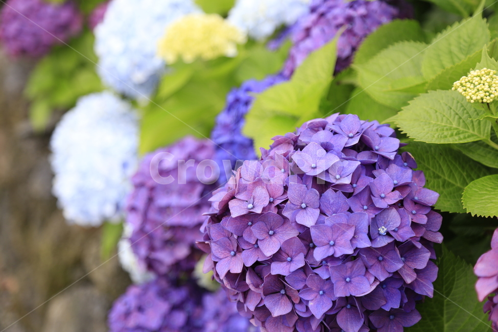 수국,꽃,보라,식물,flower,식물,자연,plants,nature,꽃,flower