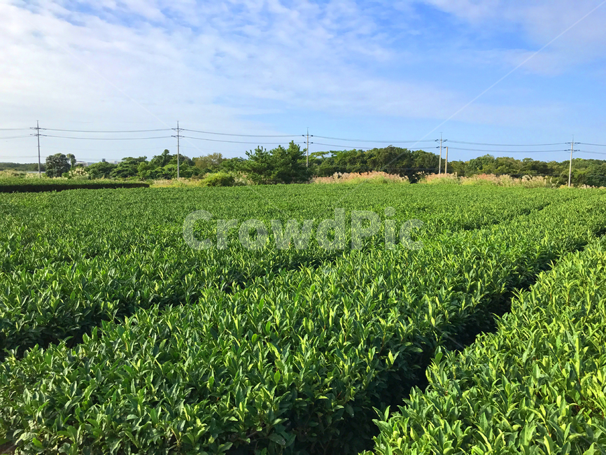 제주도,녹차밭,녹차,하늘,제주녹차,자연,풍경,nature,landscape,농업,농사,agriculture,farming,farming industry,field,들