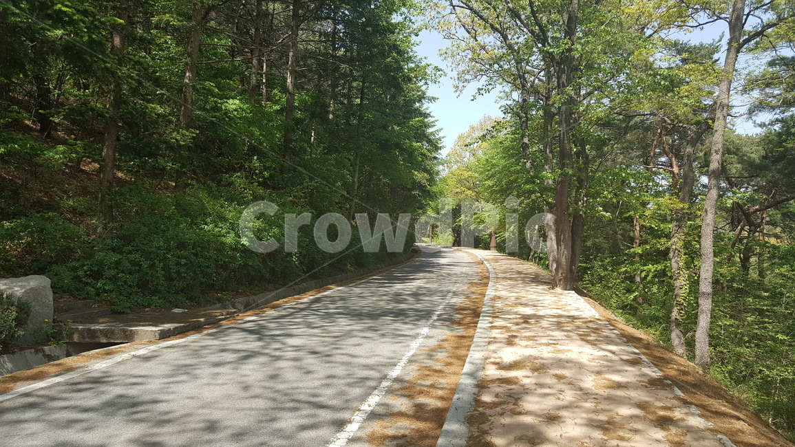 나무,식물,산,산책로,봄,경주