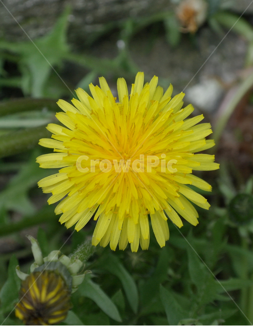 민들레,꽃,봄꽃,봄,야생화,spring,flower