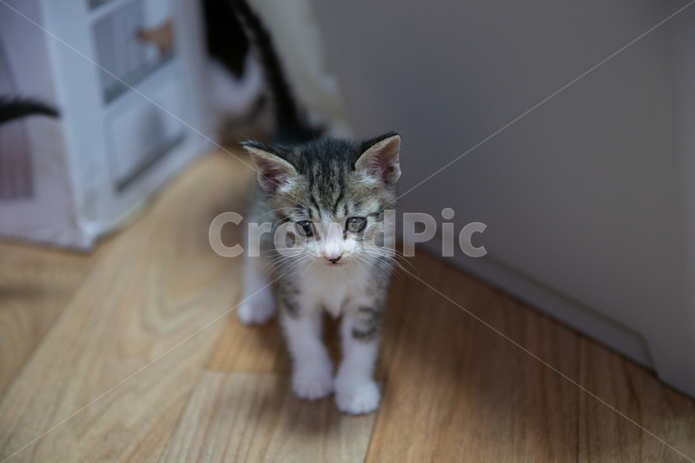 고양이,아기고양이,pet,새끼고양이,cat,귀여운고양이,kitten,kitty,cutecat,동물,animal,포유류,mammal,고양이,cat,kitten,kitty