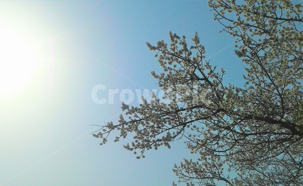 빛,봄,벚꽃,하늘,spring,sky,꽃,나무,cherryblossom