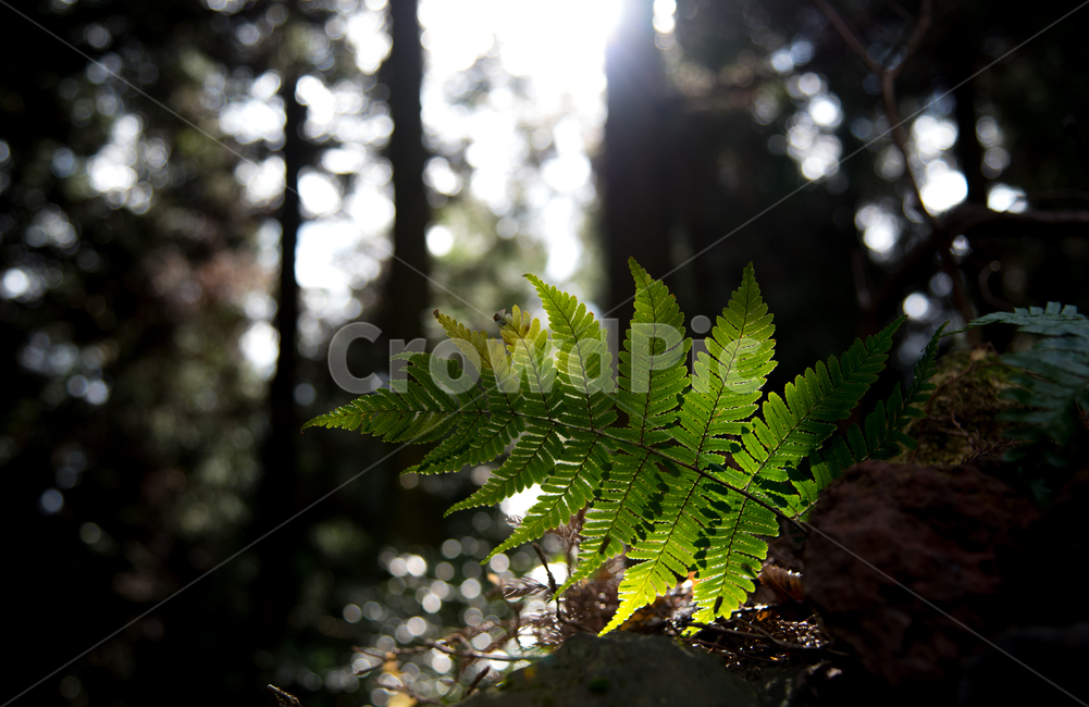 제주도,사려니숲,숲속,풍경,잎,식물,자연,plants,nature