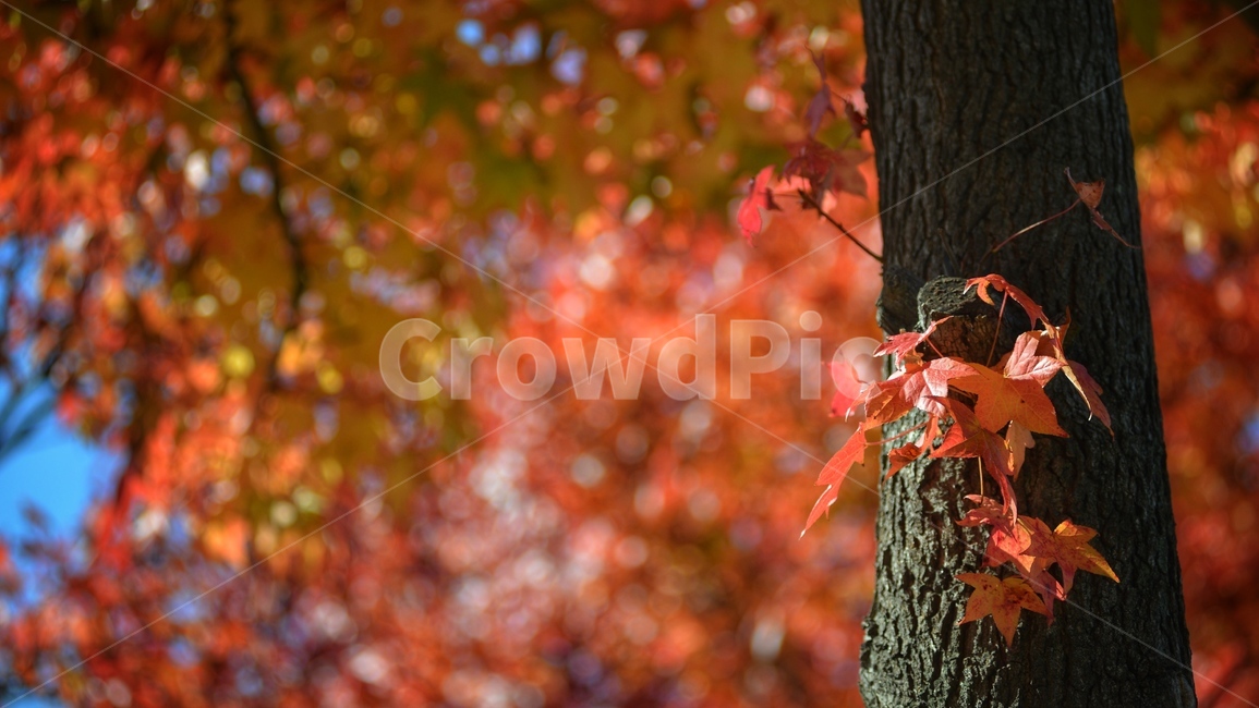 가을,단풍,빨강,나무,자연,가을,계절,fall,autumn,season,plant,식물,leaf,잎,tree,maple