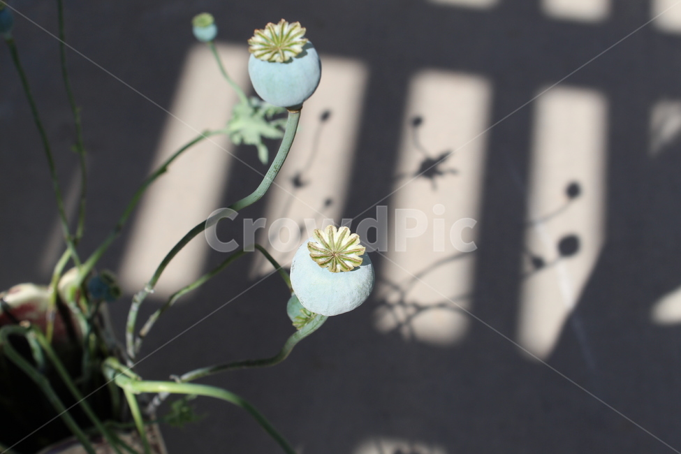양귀비씨주머니,그림자,plant,식물,pollen