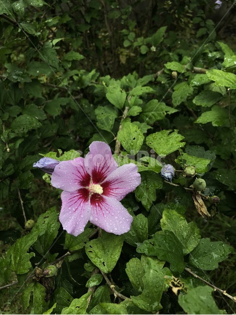 꽃,식물,자연,노랑,초록,flower,hana,plants,shokubutsu,nature,yellow,kiiro,green,midori,무궁화,mugunghwa,흰색,빨강,white,shiro,red,aka,비,물,rain,ame,water,mizu,분홍,pink,pinku,식물,자연,plants,nature,꽃,flower