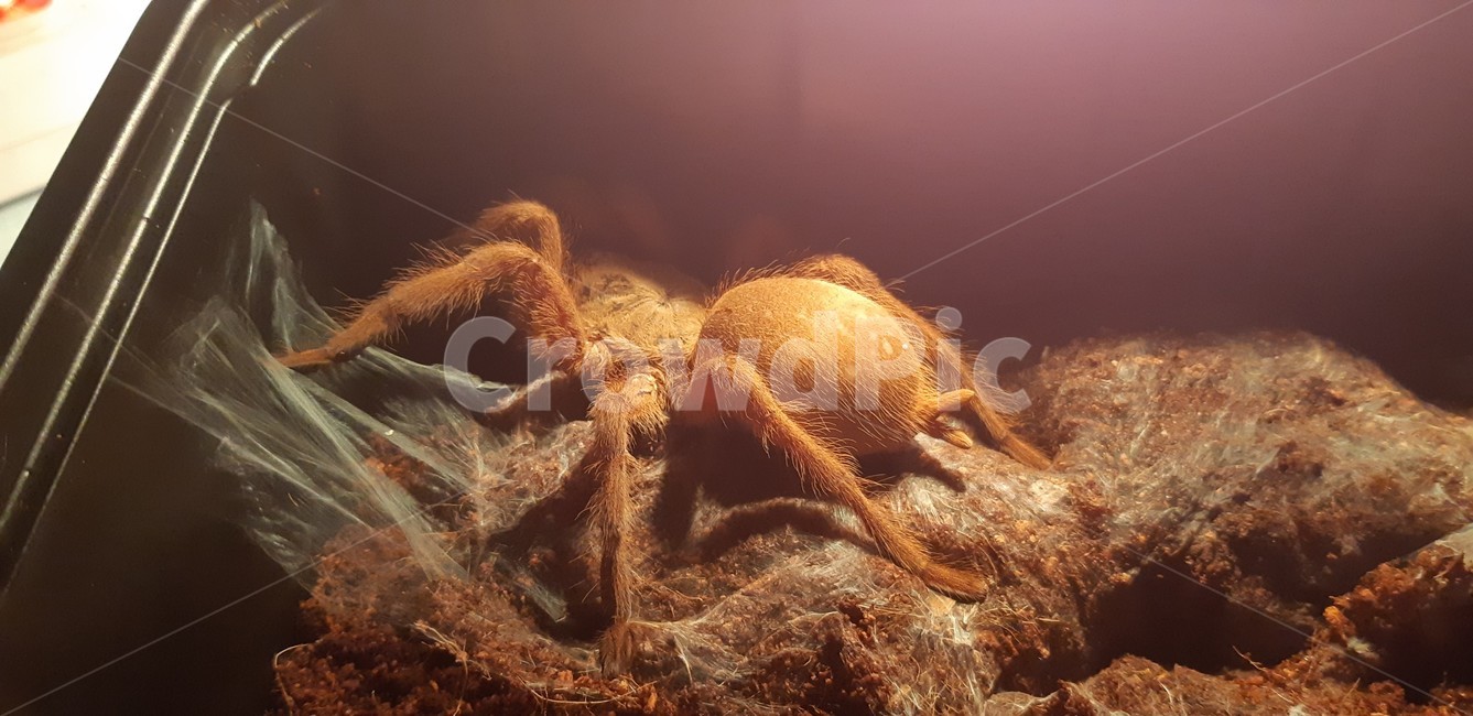 거미,스파이더,스파이더맨,영화,타란튤라,절지류,무척추동물,거미류,곤충,arachnid,animal,동물,animal
