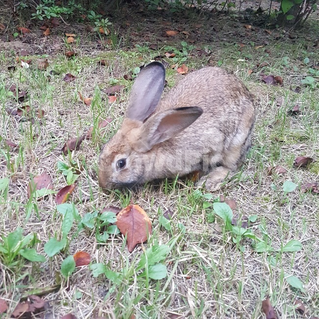 동물,야생동물,토끼,rabbit,귀여운,사랑스러운,cute,lovely