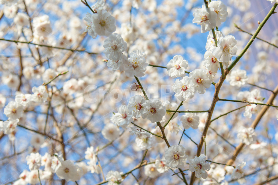 plant,식물,blossom,꽃,flower,봄,봄꽃,봄,계절,spring,season,식물,자연,plants,nature,꽃,flower