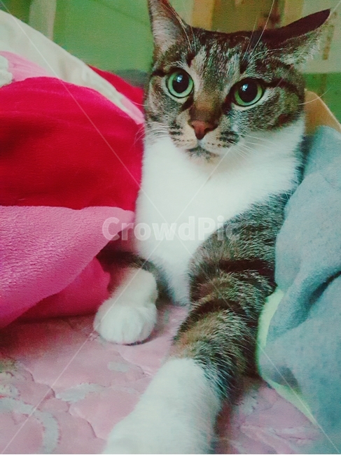 고양이,귀여움,눈망울,cat,솜방망이,코리안숏헤어,고앵이,animal,cute