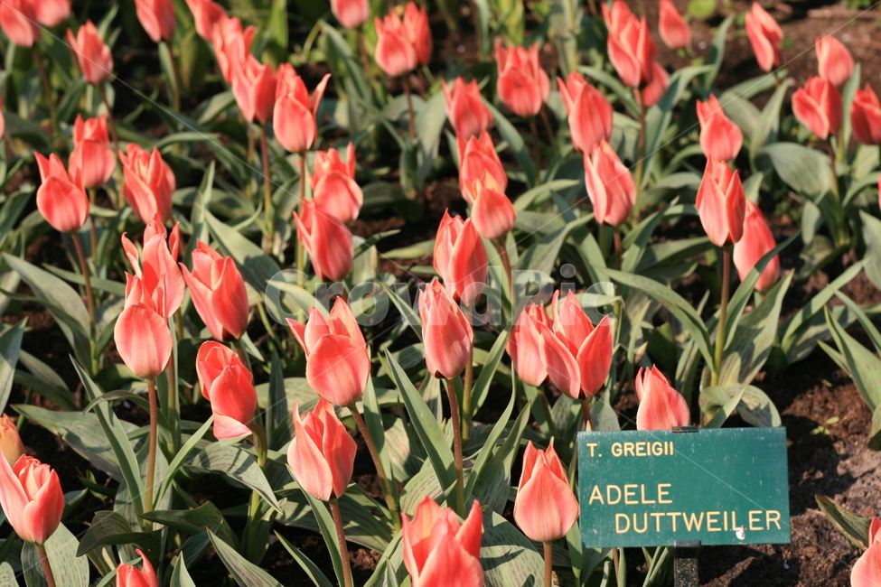 꽃,flower,garden,정원,튤립,tulip,튤립축제,식물,꽃밭,식물,자연,plants,nature,꽃,flower