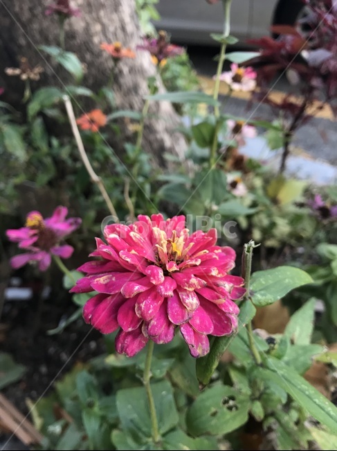 핑크,인조적인,사랑스러운,아웃포커싱,곷,식물,자연,plants,nature,꽃,flower