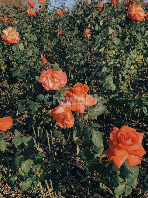 plant,식물,flower,꽃,장미,rose,식물,자연,plants,nature