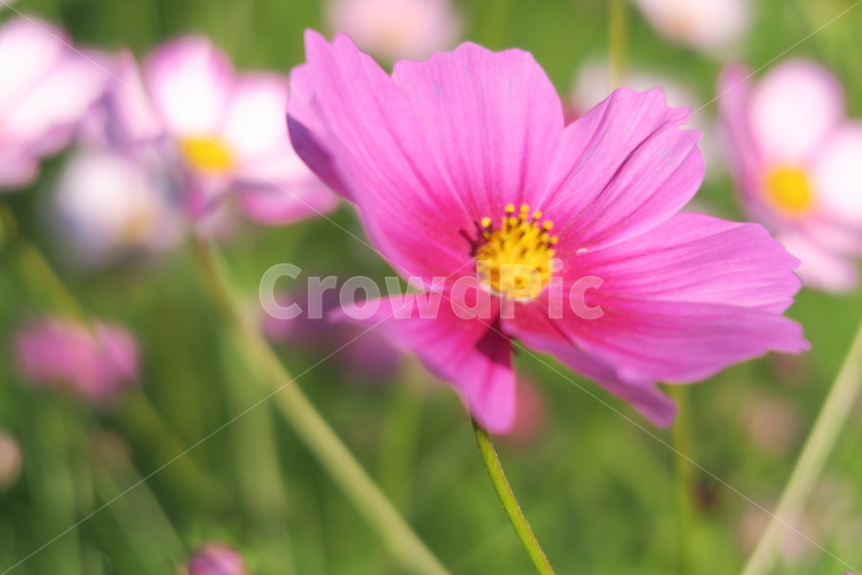 가을,코스모스,가을산책,가을감성,꽃,가을,계절,fall,autumn,season,식물,자연,plants,nature,꽃,flower,plant,geranium,제라늄,blossom