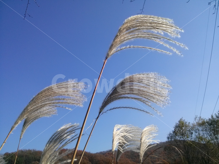 갈대,파란색,하늘,추억,향수,바람,식물,자연,plants,nature