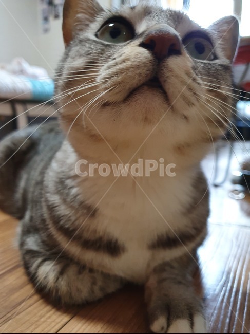 고양이,반려동물,집냥이,수염,cat,고등어태비,반식빵