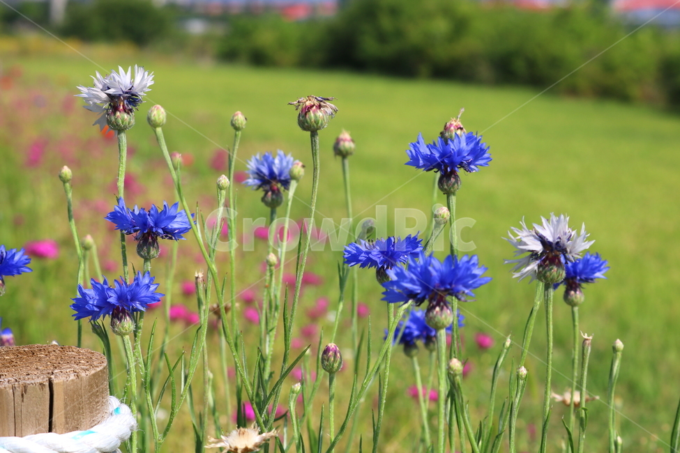 수레국화,꽃,국화,식물,수레국화꽃,관상용,원예,식물,자연,plants,nature,꽃,flower