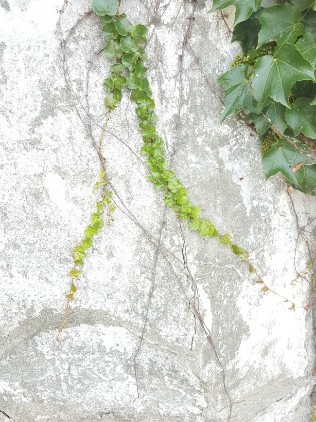 식물,담쟁이,담쟁이넝쿨,담벼락,그림,식물,자연,plants,nature
