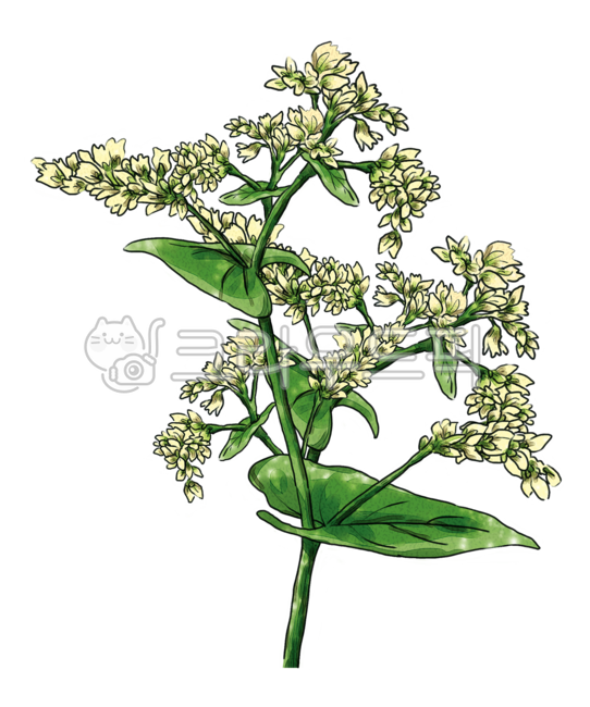 buckwheat flower,white flower,plant,autumn