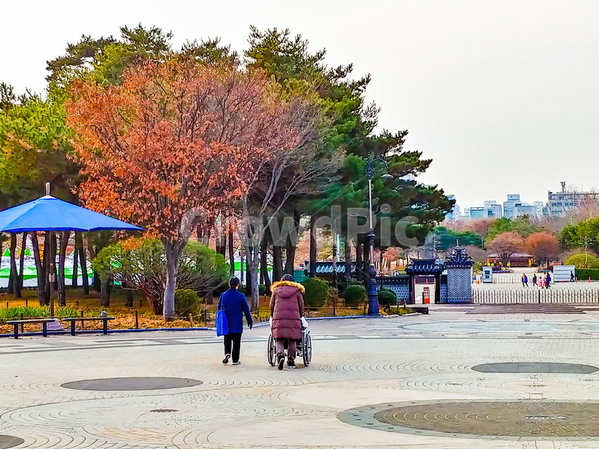 동행,여정,여행,효도,휠체어,파라솔,대형파라솔,파란파라솔,공원입구,외출,자매,갈색나무,나무,숲,식물,퇴장,가을,사람,인간,효심,광장,모자이크,보도블럭,타일,푸른나무,산책,단풍,단풍나무,갈색단풍,공원,나들이,감성