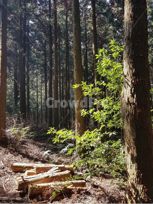 한국,제주도,자연,빛,나무,사려니숲길,korea,jejuisland,nature,light,tree,saryeoniforest,식물,자연,plants,nature,나무,trees,wood