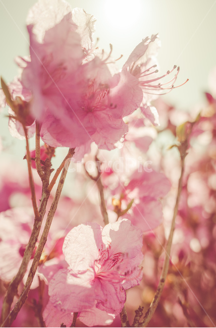 진달래,햇살,꽃,자연,감성,식물,자연,plants,nature,꽃,flower