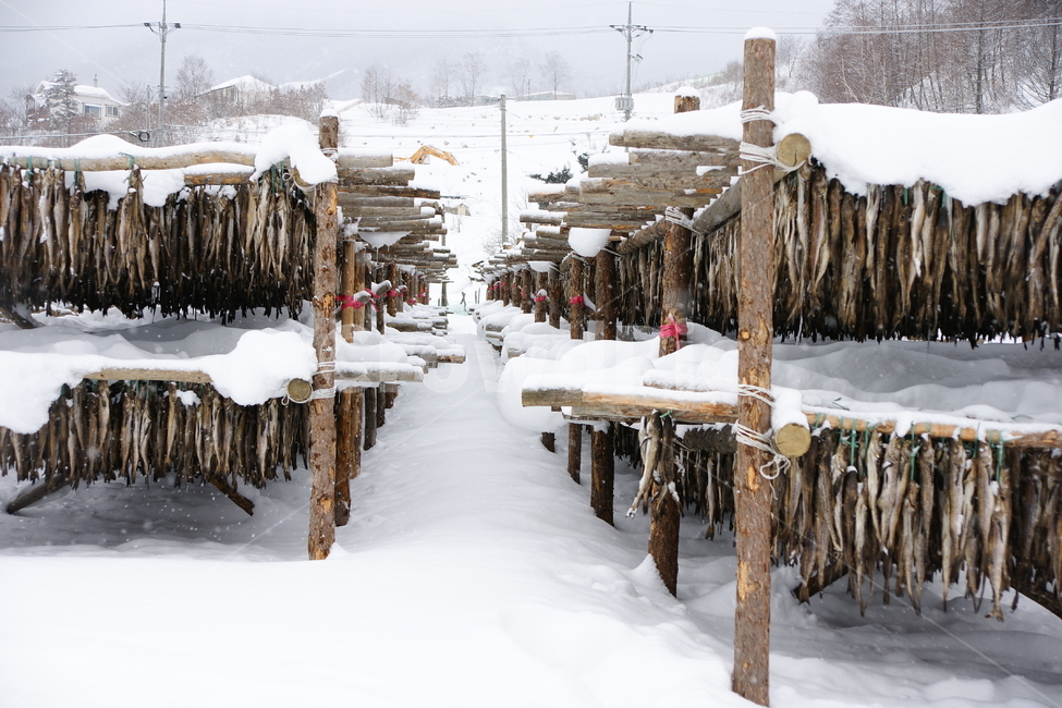 황태덕장,동태,대관령,설경,겨울,겨울,계절,winter,season,자연,풍경,nature,landscape,한국자연풍경,한국자연경관,korea nature landscape,음식,식재료,요리,food,cook,meal,dishes,food reserves,수산물,해산물,fishery products,seafood,wood,나무,outdoors,옥외
