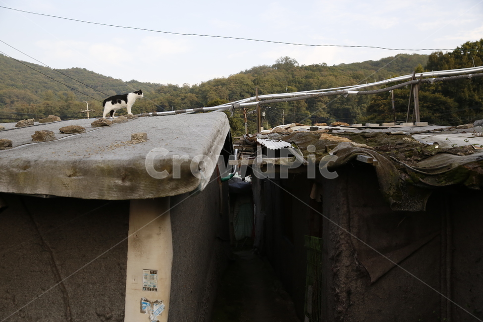 판자동네,고양이,길냥이,길고양이,천장,하늘,동물,animal,포유류,mammal,고양이,cat,kitten,kitty,빈티지사진,빈티지느낌,빈티지감성,vintage