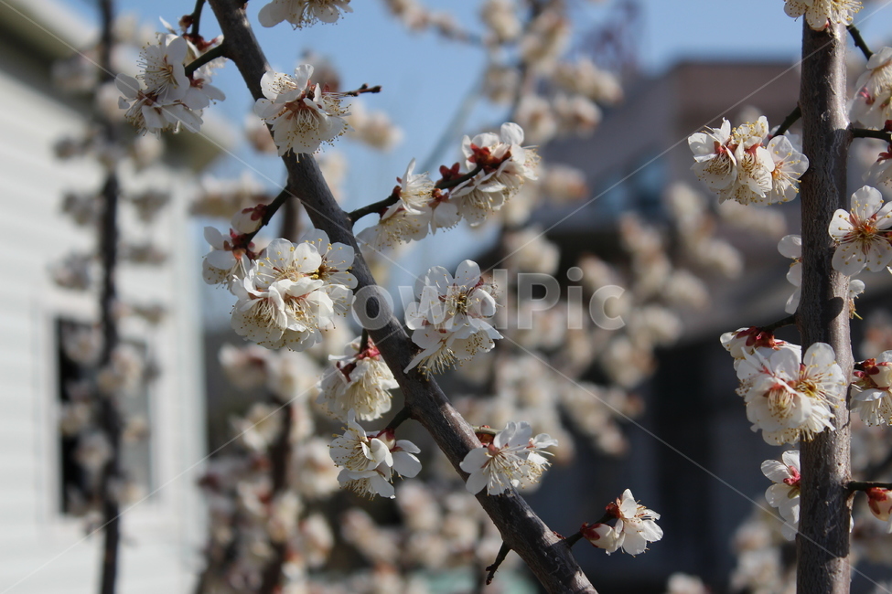 꽃,색감,봄,spring,계절,분위기,flower,벚꽃,매화,꽃나무